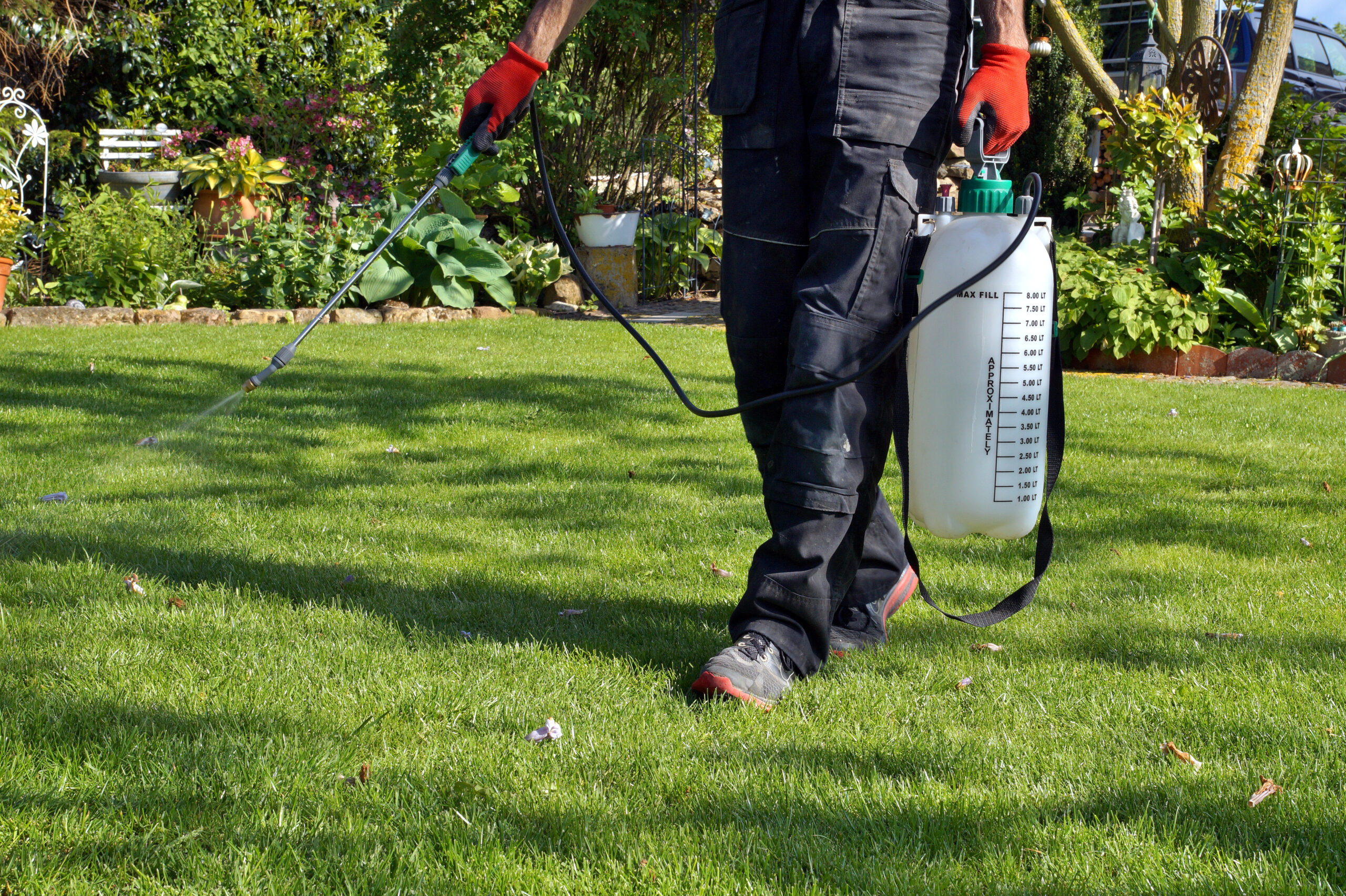spraying pesticide with portable sprayer to eradicate garden weeds in the lawn. weedicide spray on the weeds in the garden. Pesticide use is hazardous to health. Weed control concept. weed killer